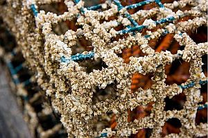 encrusted lobster pot